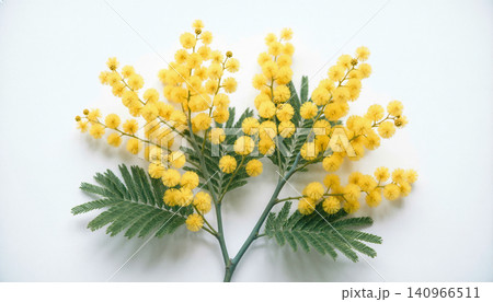 Fresh Yellow Mimosa Flowers Bouquet on White Background - Spring Flowers Flat Lay Fresh Yellow Mimosa Flowers Bouquet on White Background - Spring Flowers Flat Lay 140966511