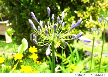 夏の花アガパンサスの花の蕾 夏の花アガパンサスの花の蕾 140966614