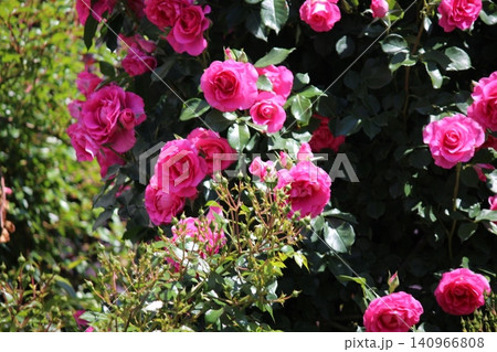 赤い花 薔薇 赤い花 薔薇 140966808
