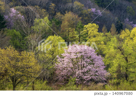 山に咲く山桜 140967080