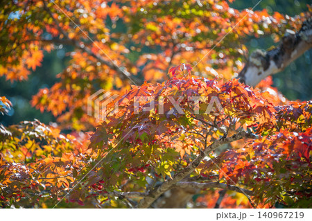 三重県　多気町　丹生　丹生大師　秋の紅葉 140967219