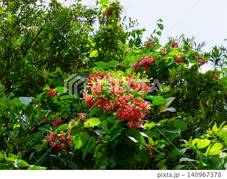 flowers of red and green leaves flowers of red and green leaves 140967378