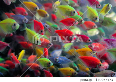 aquarium with fish 140967473