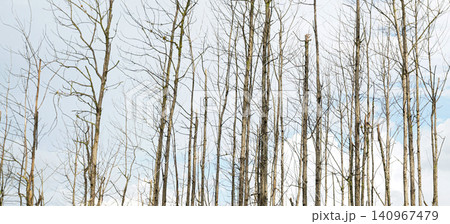 beautiful landscape of pine forest 140967479