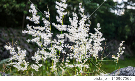 wild flowers on a background of green grass wild flowers on a background of green grass 140967569