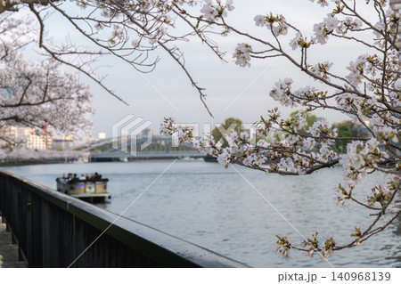 桜 140968139