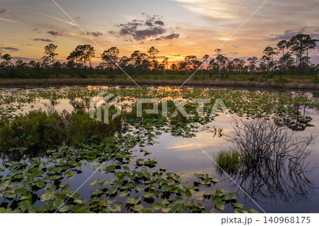Beautiful nature landscape at sunset. Forest lake wildlife in Florida Beautiful nature landscape at sunset. Forest lake wildlife in Florida 140968175