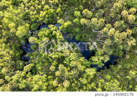 Beautiful tropical nature. Aerial view of jungle rainforest with river between green palm trees and wild vegetation in southern Florida. Dense rainforest ecosystem Beautiful tropical nature. Aerial view of jungle rainforest with river between green palm trees and wild vegetation in southern Florida. Dense rainforest ecosystem 140968176