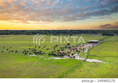 Milk cows grazing on green farm pasture. Feeding of cattle on farmland grassland 140968178