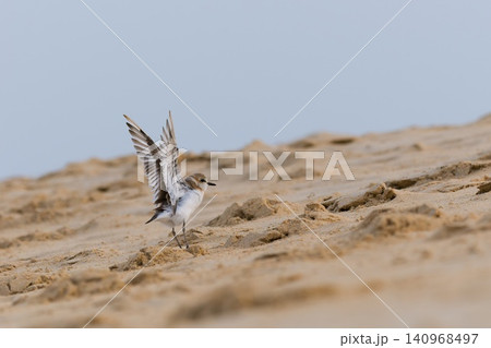 Beautiful nature scene with Kentish plover (Anarhynchus alexandrinus). Wildlife shot of small shorebird Kentish plover on the beach on Boa Vista, Cape Verde. Beautiful nature scene with Kentish plover (Anarhynchus alexandrinus). Wildlife shot of small shorebird Kentish plover on the beach on Boa Vista, Cape Verde. 140968497
