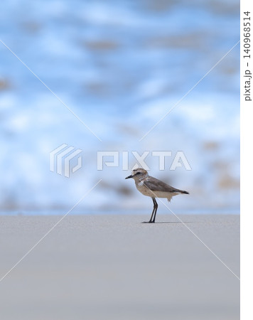 Beautiful nature scene with Kentish plover (Anarhynchus alexandrinus). Wildlife shot of small shorebird Kentish plover on the beach on Boa Vista, Cape Verde. 140968514
