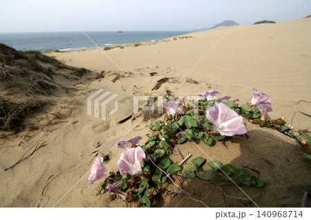 鳥取 四季の散歩 夏 鳥取砂丘 鳥取 四季の散歩 夏 鳥取砂丘 140968714