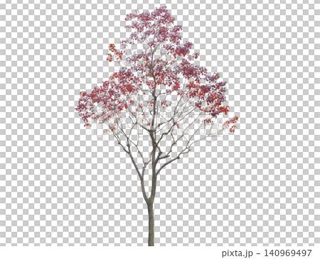A deciduous tree displays vibrant purple red leaves in autumn A deciduous tree displays vibrant purple red leaves in autumn 140969497