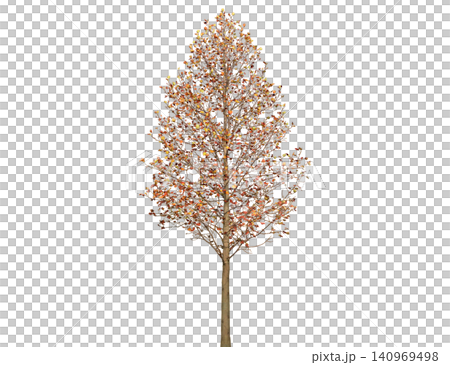 A deciduous tree displays vibrant orange and red leaves in autumn A deciduous tree displays vibrant orange and red leaves in autumn 140969498