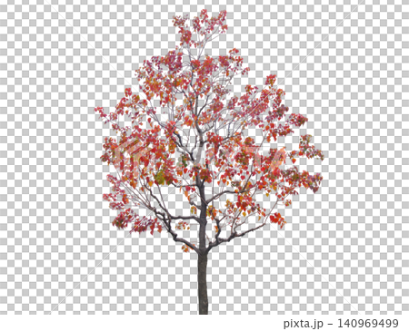A deciduous tree displays vibrant red and orange leaves in autumn A deciduous tree displays vibrant red and orange leaves in autumn 140969499