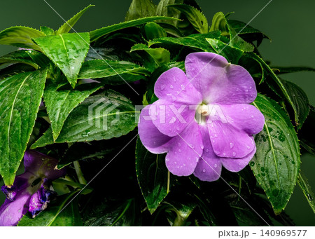 Vibrant Purple Impatiens Flower With Drops Against Green Background 140969577