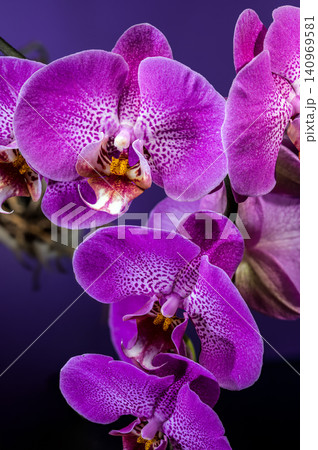 Beautiful Purple Phalaenopsis Orchid Flowers Blooming On Dark Background Beautiful Purple Phalaenopsis Orchid Flowers Blooming On Dark Background 140969581