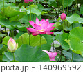 梅雨の花花 梅雨の花花 140969592