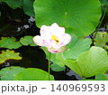 梅雨の花花 梅雨の花花 140969593