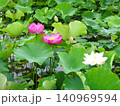 梅雨の花花 梅雨の花花 140969594