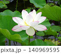 梅雨の花花 梅雨の花花 140969595