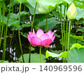 梅雨の花花 梅雨の花花 140969596