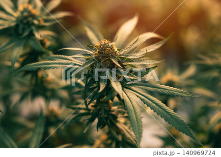 Hemp Growing, Hemp flower bud closeup marijuana growth. Medical marijuana. Cannabis leaves. Hemp Growing, Hemp flower bud closeup marijuana growth. Medical marijuana. Cannabis leaves. 140969724