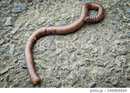 A detailed close-up of an earthworm crawling across concrete and soil, showcasing its segmented, moist body and natural texture while evoking garden ecology, composting, soil aeration and wildlife A detailed close-up of an earthworm crawling across concrete and soil, showcasing its segmented, moist body and natural texture while evoking garden ecology, composting, soil aeration and wildlife 140969884