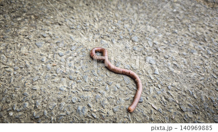 A detailed close-up of an earthworm crawling across concrete and soil, showcasing its segmented, moist body and natural texture while evoking garden ecology, composting, soil aeration and wildlife A detailed close-up of an earthworm crawling across concrete and soil, showcasing its segmented, moist body and natural texture while evoking garden ecology, composting, soil aeration and wildlife 140969885