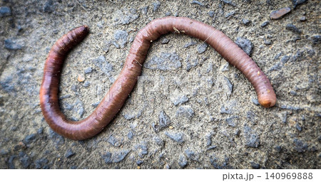 A detailed close-up of an earthworm crawling across concrete and soil, showcasing its segmented, moist body and natural texture while evoking garden ecology, composting, soil aeration and wildlife A detailed close-up of an earthworm crawling across concrete and soil, showcasing its segmented, moist body and natural texture while evoking garden ecology, composting, soil aeration and wildlife 140969888
