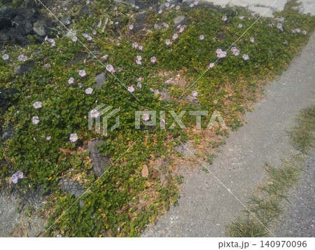 検見川浜の桃色のハマヒルガオの花 検見川浜の桃色のハマヒルガオの花 140970096