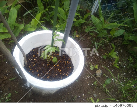我が家のゴーヤは白い大きな鉢に植えてます 我が家のゴーヤは白い大きな鉢に植えてます 140970099