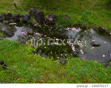 京都御苑 出水の小川の桜(花筏) 京都御苑 出水の小川の桜(花筏) 140970227