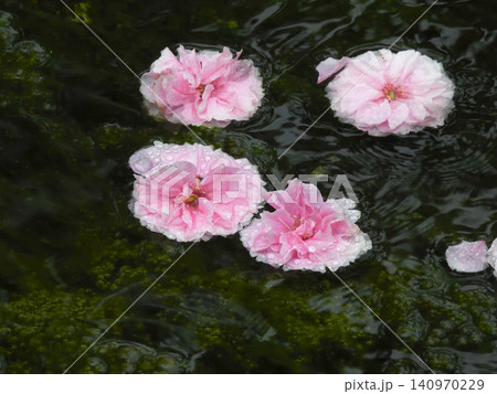 京都御苑 出水の小川の桜(花筏) 京都御苑 出水の小川の桜(花筏) 140970229