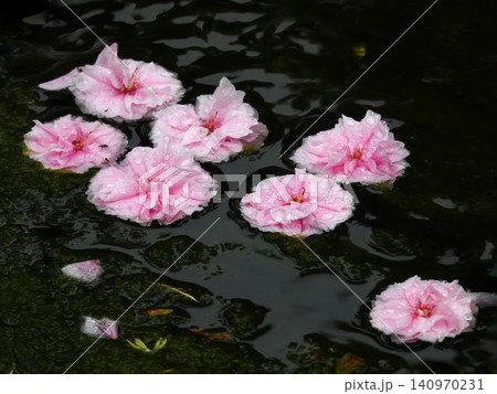 京都御苑 出水の小川の桜(花筏) 京都御苑 出水の小川の桜(花筏) 140970231