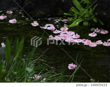 京都御苑　出水の小川の桜（花筏） 140970233