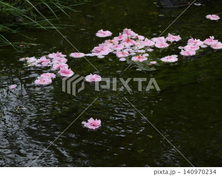 京都御苑 出水の小川の桜(花筏) 京都御苑 出水の小川の桜(花筏) 140970234