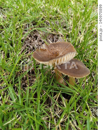 芝生から生えたキノコ 芝生から生えたキノコ 140970899