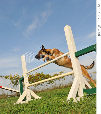 belgian shepherd jumping in agility belgian shepherd jumping in agility 140970918