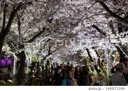 夜桜 夜桜 140971394