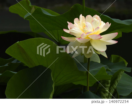 相国寺　放生池の花蓮 140972254