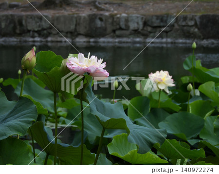 相国寺 放生池の花蓮 相国寺 放生池の花蓮 140972274