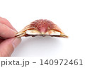 イタヤガイの特徴 140972461