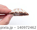 イタヤガイの特徴 140972462