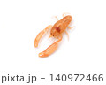 カクレエビ　オス　（タイラギ　イタヤガイなどに棲むカクレエビ） 140972466
