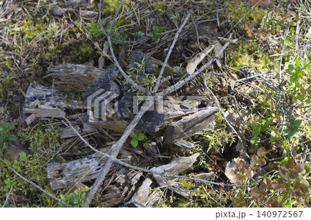 Rotting Stump Fragments and Crossed Twigs on Mossy Ground Rotting Stump Fragments and Crossed Twigs on Mossy Ground 140972567