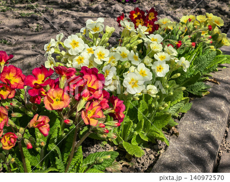 Colorful Primula Vulgaris Spring Flowers Garden Border Bloom Colorful Primula Vulgaris Spring Flowers Garden Border Bloom 140972570