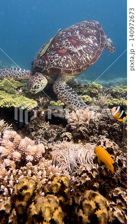 A green sea turtle (Chelonia mydas) with a live sharksucker (Echeneis naucrates) attached to its shell foraging in the bustling coral reef in the renowed diving destination of Dauin, Philippines 140972673