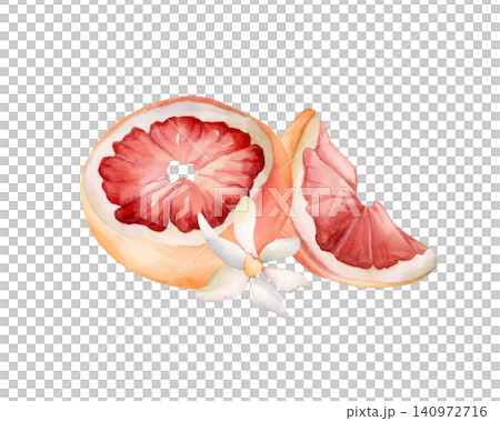 Grapefruit summer citrus fruits. Watercolor hand drawn floral food illustration isolated on white background for home kitchen textile fresh fabric print card cosmetic package porcelain crockery label Grapefruit summer citrus fruits. Watercolor hand drawn floral food illustration isolated on white background for home kitchen textile fresh fabric print card cosmetic package porcelain crockery label 140972716