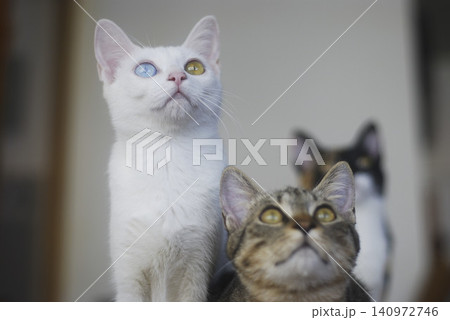 三匹の見つめる猫達 三匹の見つめる猫達 140972746
